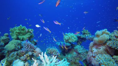 Su altı balık resifi denizcisi. Tropik sualtı balığı. Su altı balık resifi denizcisi. Yumuşak ve sert mercanlar. Su altı balık bahçesi resifi. Mercan bahçesi deniz manzarası. 