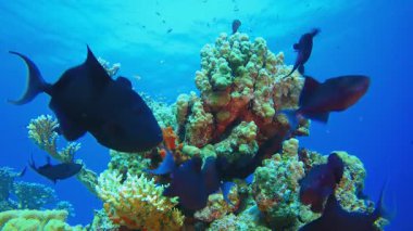 Su altı balık resifi denizcisi. Tropik sualtı balığı. Su altı balık resifi denizcisi. Yumuşak ve sert mercanlar. Su altı balık bahçesi resifi. Mercan bahçesi deniz manzarası. 
