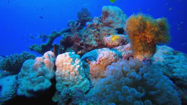 Sualtı Balık Tropikal Palyaço Balığı. Sualtı tropikal palyaço balığı (Amphiprion bicinctus) ve deniz şakayıkları. Su altı balık resifi denizcisi. Tropik renkli sualtı deniz manzarası. Resif mercan sahnesi. 