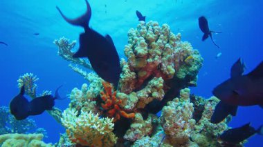 Sualtı Balık Tropikal Resifi Denizcisi. Tropik sualtı balığı. Su altı balık resifi denizcisi. Yumuşak ve sert mercanlar. Su altı balık bahçesi resifi. Mercan bahçesi deniz manzarası. 