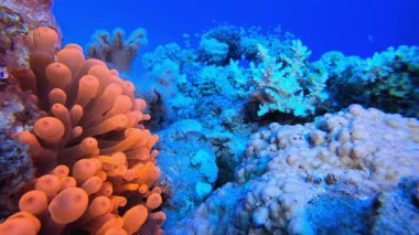 Sualtı Yaşamı Kızıl Deniz Palyaço Balığı. Sualtı tropikal palyaço balığı (Amphiprion bicinctus) ve deniz şakayıkları. Su altı balık resifi denizcisi. Tropik renkli sualtı deniz manzarası. Resif mercan sahnesi. 