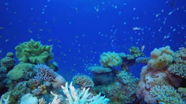 Denizaltı Tropikal Hayatı. Tropik sualtı balığı. Su altı balık resifi denizcisi. Yumuşak ve sert mercanlar. Su altı balık bahçesi resifi. Mercan bahçesi deniz manzarası. 