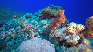 Su altı Kızıl Ahtapotu. Sualtı tropikal büyük kırmızı ahtapot (Ahtapot siyanesi). Su altı balık resifi denizcisi. Tropik renkli sualtı deniz manzarası. 