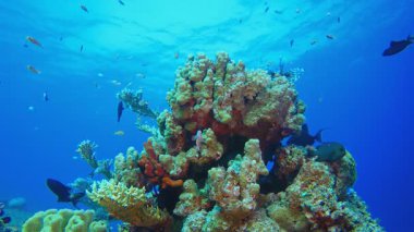 Su altı mercan manzarası. Su altı renkli deniz balığı. Tropik resif denizcisi. Mercanlar tropikal yaşam. Mercan bahçesi deniz manzarası. Mavi su arkaplanı. 
