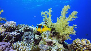 Su altı resif palyaço balığı. Sualtı tropikal palyaço balığı (Amphiprion bicinctus) ve deniz şakayıkları. Su altı balık resifi denizcisi. Tropik renkli sualtı deniz manzarası. Resif mercan sahnesi. 