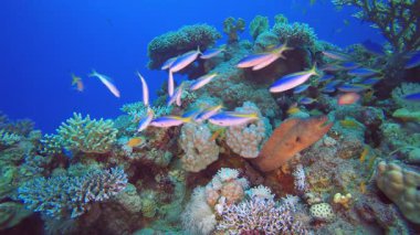 Su altı resifi Yellow Moray. Tropik sualtı sarı ağız moray (Gymnothorax nudivomer). Tropik renkli sualtı deniz manzarası. Resif mercan sahnesi. Renkli tropikal mercan resifleri. 