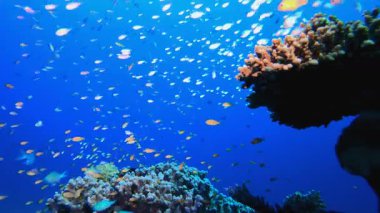 Sualtı Sahnesi Deniz Hayatı. Su altı renkli deniz balığı. Tropik resif denizcisi. Mercanlar tropikal yaşam. Mercan bahçesi deniz manzarası. Mavi su arkaplanı. 