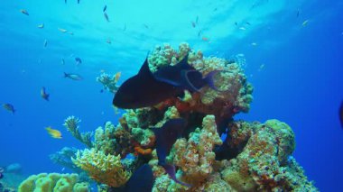 Sualtı Sahnesi Deniz Hayatı. Su altı renkli deniz balığı. Tropik resif denizcisi. Mercanlar tropikal yaşam. Mercan bahçesi deniz manzarası. Mavi su arkaplanı. 