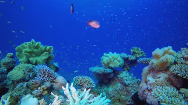 Sualtı Sahnesi Tropikal Deniz Burnu. Su altı renkli deniz balığı. Tropik resif denizcisi. Mercanlar tropikal yaşam. Mercan bahçesi deniz manzarası. Mavi su arkaplanı. 