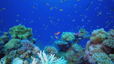 Su altı Mercan Resifi. Su altı renkli deniz balığı. Tropik resif denizcisi. Mercanlar tropikal yaşam. Mercan bahçesi deniz manzarası. Mavi su arkaplanı. 
