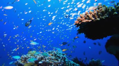 Su altı Mercan Resifi. Su altı renkli deniz balığı. Tropik resif denizcisi. Mercanlar tropikal yaşam. Mercan bahçesi deniz manzarası. Mavi su arkaplanı. 