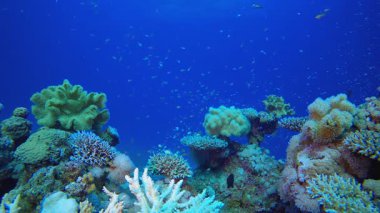 Su altı Mercan Kayalıkları. Su altı renkli deniz balığı. Tropik resif denizcisi. Mercanlar tropikal yaşam. Mercan bahçesi deniz manzarası. Mavi su arkaplanı. 