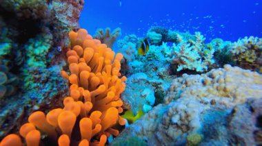 Su altı Mercan Resifi Palyaço Balığı. Sualtı tropikal palyaço balığı (Amphiprion bicinctus) ve deniz şakayıkları. Su altı balık resifi denizcisi. Tropik renkli sualtı deniz manzarası. Resif mercan sahnesi. 