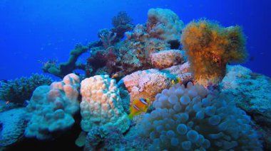 Su altı Mercan Resifi Palyaço Balığı. Sualtı tropikal palyaço balığı (Amphiprion bicinctus) ve deniz şakayıkları. Su altı balık resifi denizcisi. Tropik renkli sualtı deniz manzarası. Resif mercan sahnesi. 