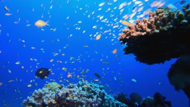 Su altı mercan resifi ve bir dalgıç. Su altı renkli deniz balığı. Tropik resif denizcisi. Mercanlar tropikal yaşam. Mercan bahçesi deniz manzarası. Mavi su arkaplanı. 
