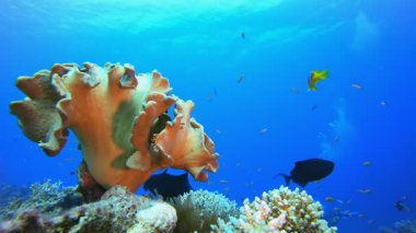 Su altında yaşayan palyaço balığı. Sualtı tropikal palyaço balığı (Amphiprion bicinctus) ve deniz şakayıkları. Su altı balık resifi denizcisi. Tropik renkli sualtı deniz manzarası. Resif mercan sahnesi. 