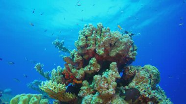 Deniz altı sert mercan. Tropik sualtı balığı. Renkli tropikal mercan resifi. Sahne resifi. Deniz yaşamı deniz dünyası. Su altı balık resifi denizcisi. 