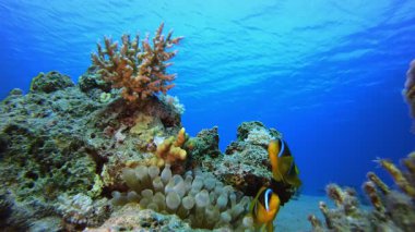 Sualtı Denizi Tropik Palyaço Balığı. Sualtı tropikal palyaço balığı (Amphiprion bicinctus) ve deniz şakayıkları. Su altı balık resifi denizcisi. Tropik renkli sualtı deniz manzarası. Resif mercan sahnesi. 