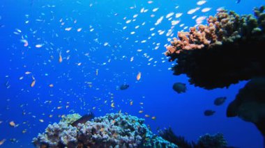 Su altı Dünya Hayatı. Tropik sualtı balığı. Renkli tropikal mercan resifi. Sahne resifi. Deniz yaşamı deniz dünyası. Su altı balık resifi denizcisi. 