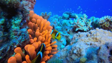 Sualtı Yumuşak Mercanları ve Palyaço Balığı. Sualtı tropikal palyaço balığı (Amphiprion bicinctus) ve deniz şakayıkları. Su altı balık resifi denizcisi. Tropik renkli sualtı deniz manzarası. Resif mercan sahnesi. 