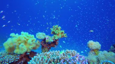 Sualtı Tropikal Resif Manzarası. Tropik sualtı balığı. Renkli tropikal mercan resifi. Sahne resifi. Deniz yaşamı deniz dünyası. Su altı balık resifi denizcisi. 
