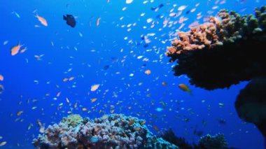 Sualtı Tropikal Resif Manzarası. Tropik sualtı balığı. Renkli tropikal mercan resifi. Sahne resifi. Deniz yaşamı deniz dünyası. Su altı balık resifi denizcisi. 