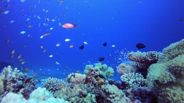 Sualtı Tropikal Mercan Resifi. Tropik sualtı balığı. Su altı balık resifi denizcisi. Su altı deniz balığı. Mercan bahçesi deniz manzarası. Resif mercan sahnesi. 