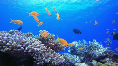Sualtı Tropikal Deniz Burnu. Tropik sualtı balığı. Su altı balık resifi denizcisi. Su altı deniz balığı. Mercan bahçesi deniz manzarası. Resif mercan sahnesi. 