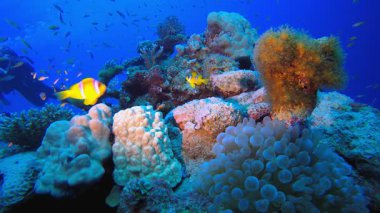 Sualtı Tropikal Mercanlar Palyaço Balığı. Sualtı tropikal palyaço balığı (Amphiprion bicinctus) ve deniz şakayıkları. Su altı balık resifi denizcisi. Tropik renkli sualtı deniz manzarası. Resif mercan sahnesi. 