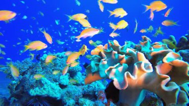 Sualtı Tropikal Mercan Resifi. Su altı renkli deniz balığı. Tropik resif denizcisi. Mercanlar tropikal yaşam. Mercan bahçesi deniz manzarası. Mavi su arkaplanı. 