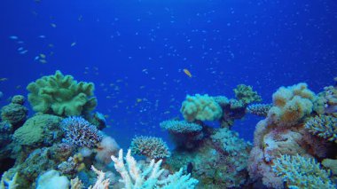 Sualtı Tropikal Mercanları. Su altı renkli deniz balığı. Tropik resif denizcisi. Mercanlar tropikal yaşam. Mercan bahçesi deniz manzarası. Mavi su arkaplanı. 