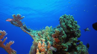 Sualtı Tropikal Mercan Resifi. Su altı renkli deniz balığı. Tropik resif denizcisi. Mercanlar tropikal yaşam. Mercan bahçesi deniz manzarası. Mavi su arkaplanı. 