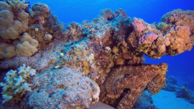Sualtı Tropikal Octopus. Sualtı tropikal büyük kırmızı ahtapot (Ahtapot siyanesi). Su altı balık resifi denizcisi. Tropik renkli sualtı deniz manzarası. 