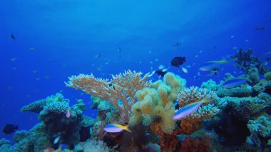 Sualtı Tropikal Resifi Ambience. Tropik balık resifi denizcisi. Yumuşak sert mercanlar deniz manzarası. Canlı mercan bahçesi. Resif mercan sahnesi. Güzel yumuşak mercan. Deniz Resifi. 