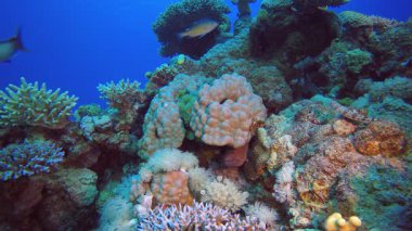 Sualtı Tropikal Resifi. Tropik balık resifi denizcisi. Yumuşak sert mercanlar deniz manzarası. Canlı mercan bahçesi. Resif mercan sahnesi. Güzel yumuşak mercan. Deniz Resifi. 