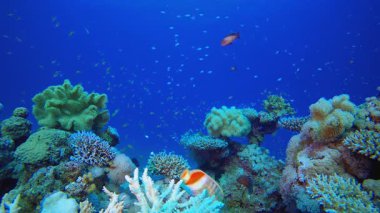Sualtı Tropikal Resifi Deniz Burnu. Tropik balık resifi denizcisi. Yumuşak sert mercanlar deniz manzarası. Canlı mercan bahçesi. Resif mercan sahnesi. Güzel yumuşak mercan. Deniz Resifi. 