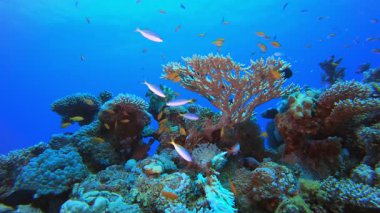Sualtı Tropikal Deniz Renkli Balıklar. Sualtı tropikal renkli yumuşak sert mercanlar deniz manzarası. Su altı balık resifi denizcisi. Tropik renkli sualtı deniz manzarası. 