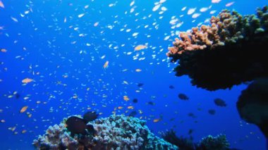 Sualtı Tropikal Deniz Burnu. Sualtı tropikal renkli yumuşak sert mercanlar deniz manzarası. Su altı balık resifi denizcisi. Tropik renkli sualtı deniz manzarası. 