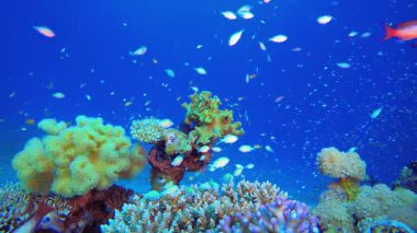 Sualtı Tropikal Deniz Renkli Balıklar. Sualtı tropikal renkli yumuşak sert mercanlar deniz manzarası. Su altı balık resifi denizcisi. Tropik renkli sualtı deniz manzarası. 