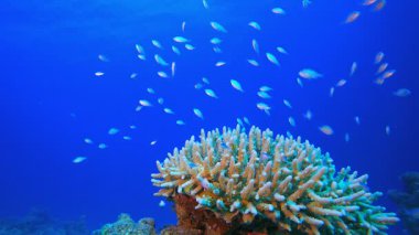 Sualtı Tropikal Deniz Burnu. Su altı balık resifi mavi-yeşil kromis (Chromis viridis). Tropik renkli sualtı deniz manzarası. Su altı resifleri. Mercan bahçesi tropik deniz manzarası.. 