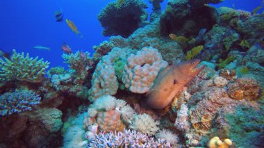 Su altı Tropik Sarı Moray. Su altı balık resifi deniz aslanı balığı (Pterois mil). Tropik renkli sualtı deniz manzarası. Resif mercan sahnesi. Renkli tropikal mercan resifleri. Deniz yaşamı balık bahçesi. 