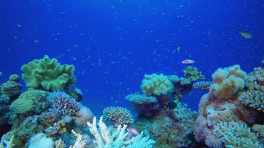 Su altı Dünya Mercan Balık Resifi. Su altı deniz balığı. Tropik balık resifi denizcisi. Renkli sualtı deniz manzarası. Resif mercan sahnesi. Mercan bahçesi deniz manzarası. Renkli tropikal mercan resifleri.