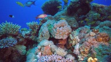 Su altı Yellow Mouth Moray. Su altı balık resifi deniz aslanı balığı (Pterois mil). Tropik renkli sualtı deniz manzarası. Resif mercan sahnesi. Renkli tropikal mercan resifleri. Deniz yaşamı balık bahçesi. 