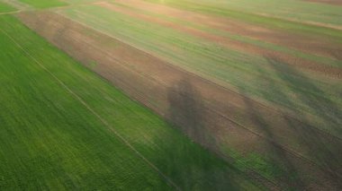 Akşamları bir yaz çiftliğinde tarımsal tarlaların manzarası. Hava fotoğrafçılığı, insansız hava aracı görüntüsü. Arad bölgesinin tarım bölgesi. Yaz mevsiminde tarım arazisi. Toprağın güzelliği.