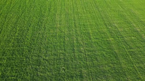 Scenic Rows Agricultural Fields Summer Farm Evening Aerial Photography Top — Video