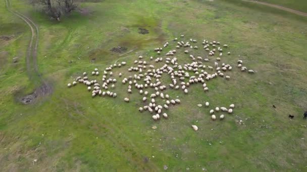 緑の草原に羊の群れのトップ映像 ドローンから撃つ — ストック動画