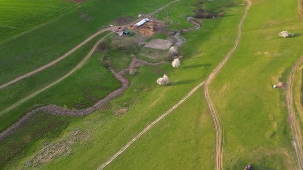 Voo Drone Sobre Pasto Verde Dia Ensolarado Primavera — Vídeo de Stock