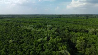 Mures Sel Ovası Doğal Parkı, Arad Bölgesi, Romanya. İnsansız hava aracı görüntüleri.