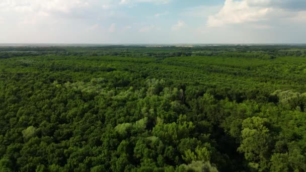 Mures Floodplain Natural Park Condado Arad Roménia Imagens Drones — Vídeo de Stock