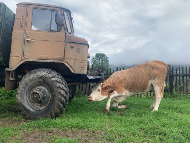 İnek kamyonun önünde duruyor. Boynuzlu hayvan arabanın yanında. Boğa büyük bir arabanın altında..